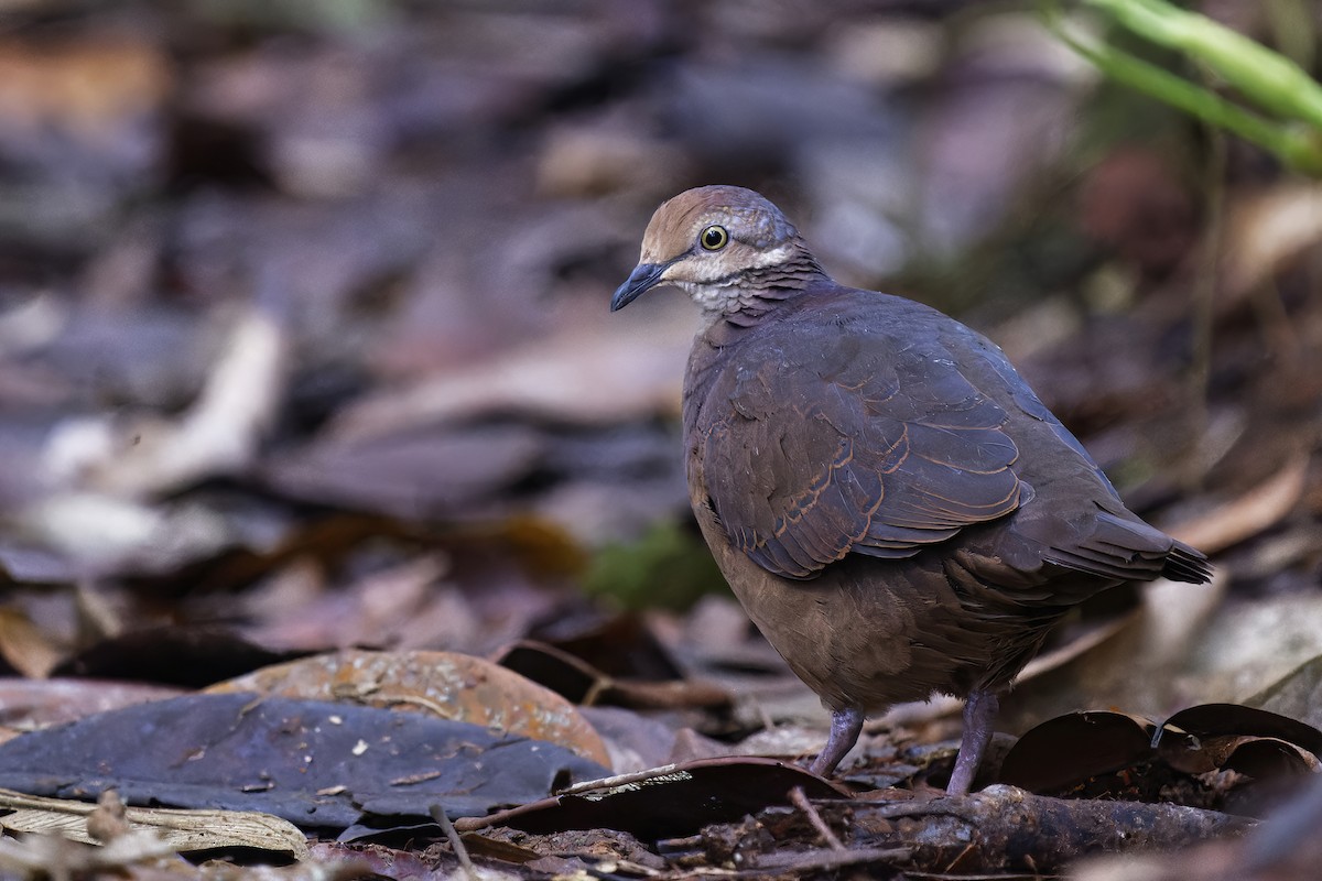 Lined Quail-Dove - ML530448211