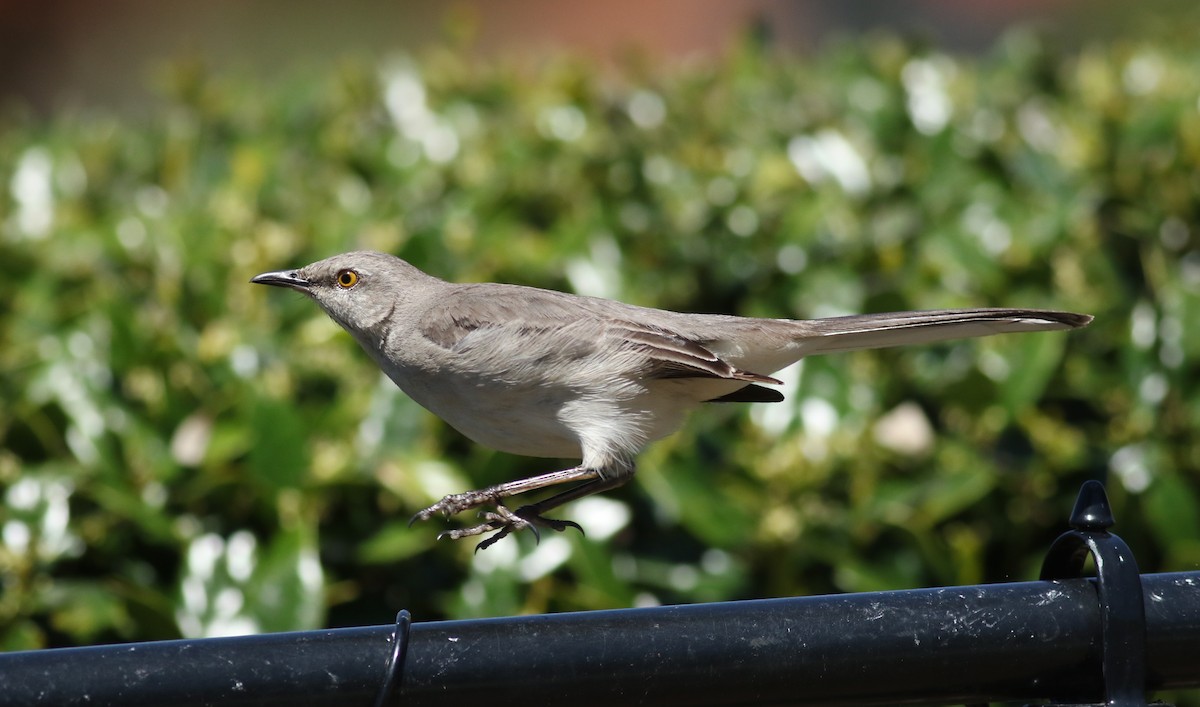 Northern Mockingbird - ML53044831