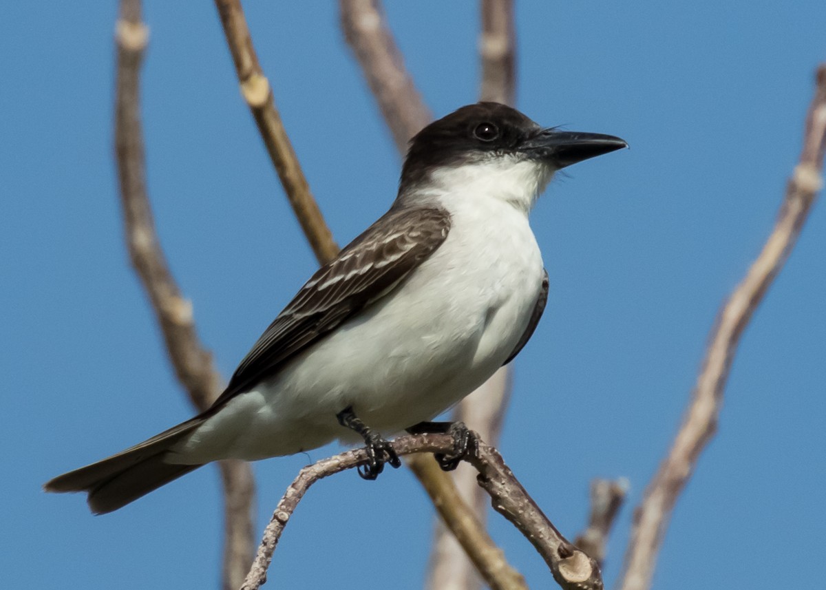 Giant Kingbird - ML53044921