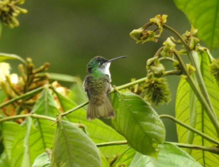 Andean Emerald - Ibeth Alarcón