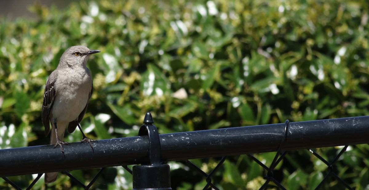 Northern Mockingbird - ML53045031