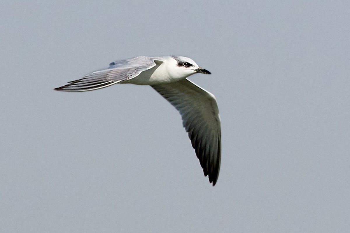 Gull-billed Tern - Tomáš Grim