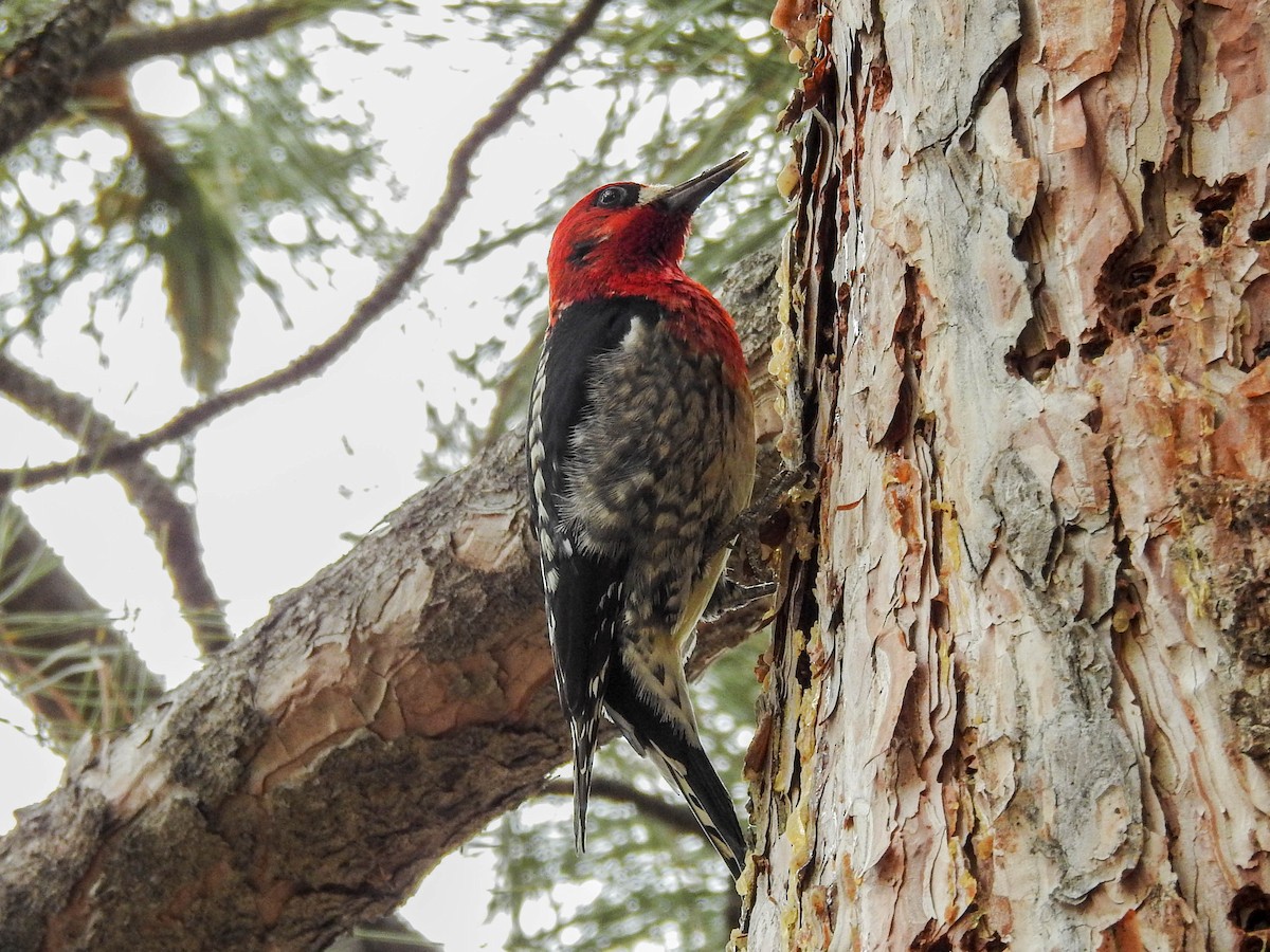 Red-breasted Sapsucker - ML53045141