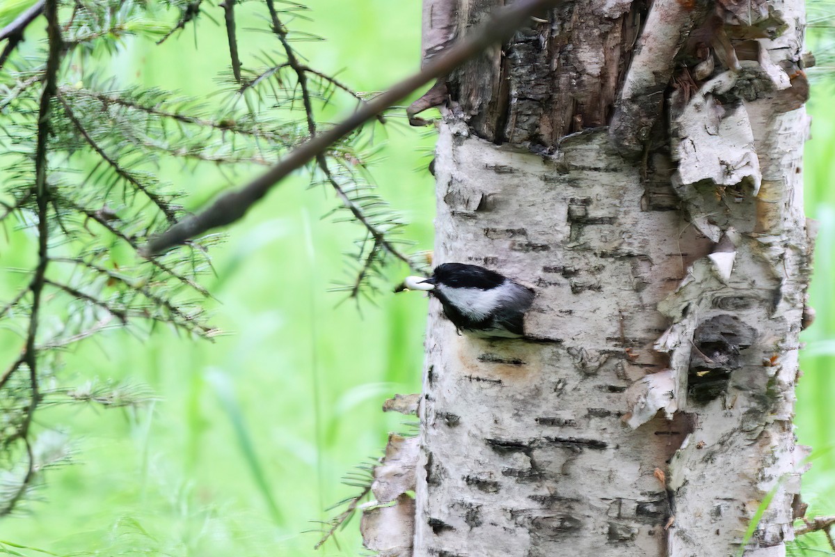 Black-capped Chickadee - ML530452101