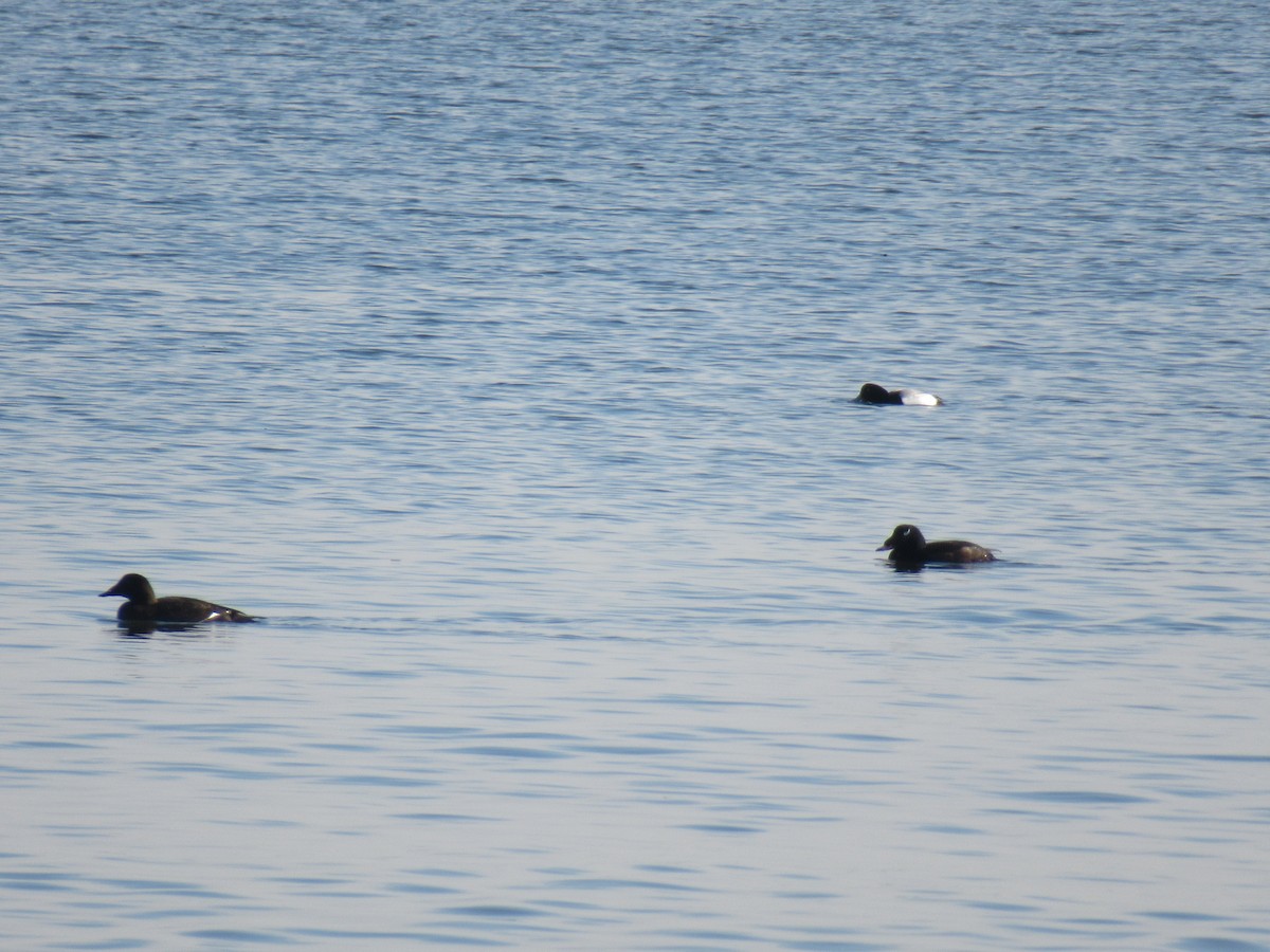 White-winged Scoter - ML530453801