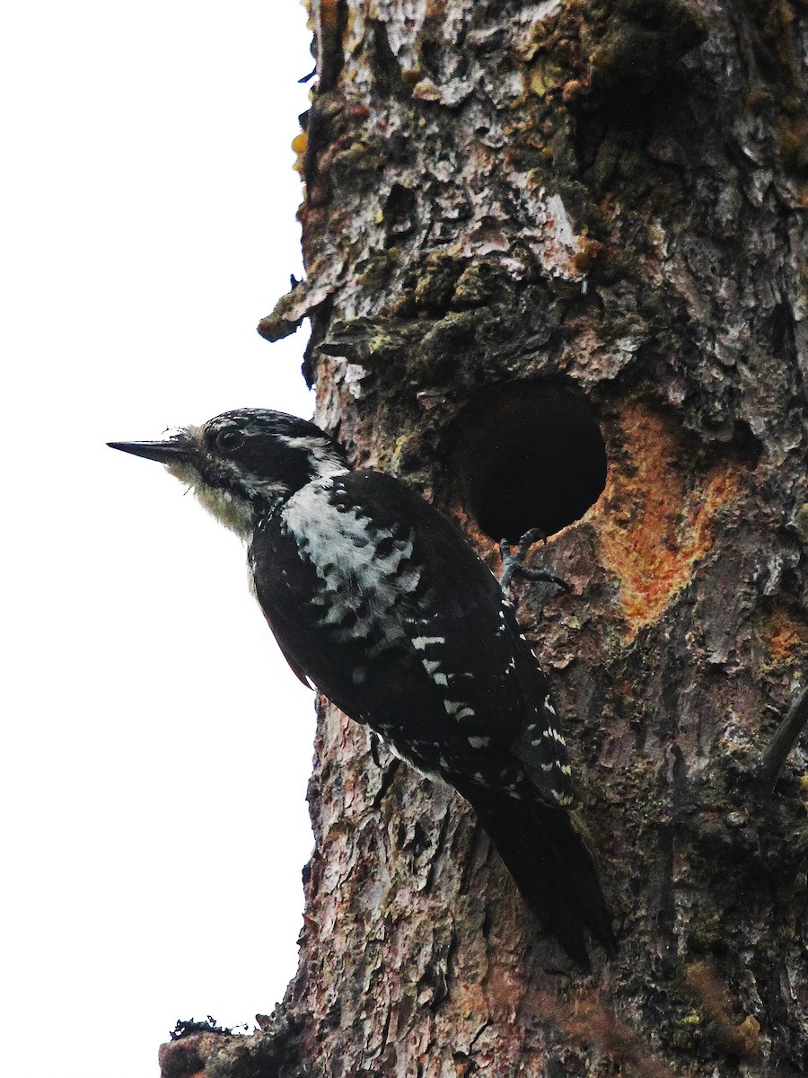 American Three-toed Woodpecker - ML530454121