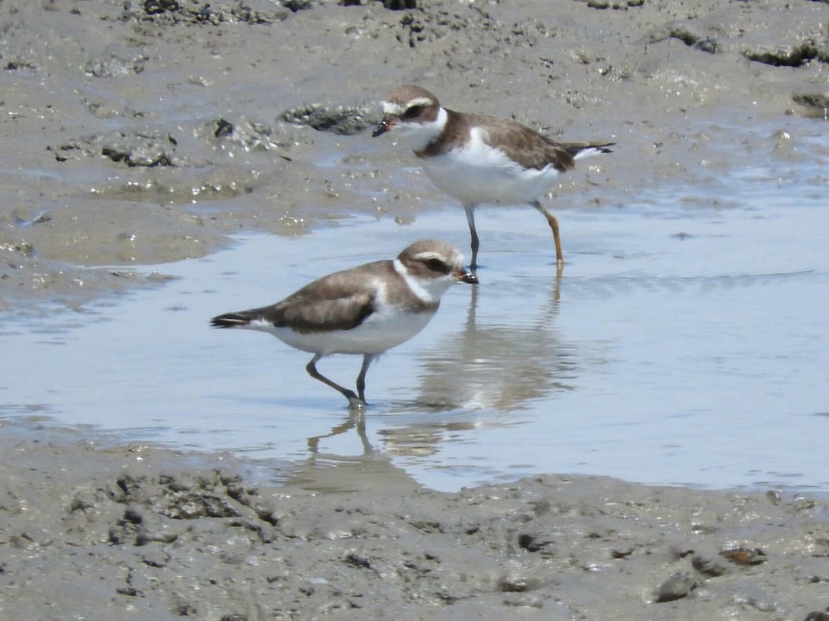 Semipalmated Plover - Enrique Chiurla