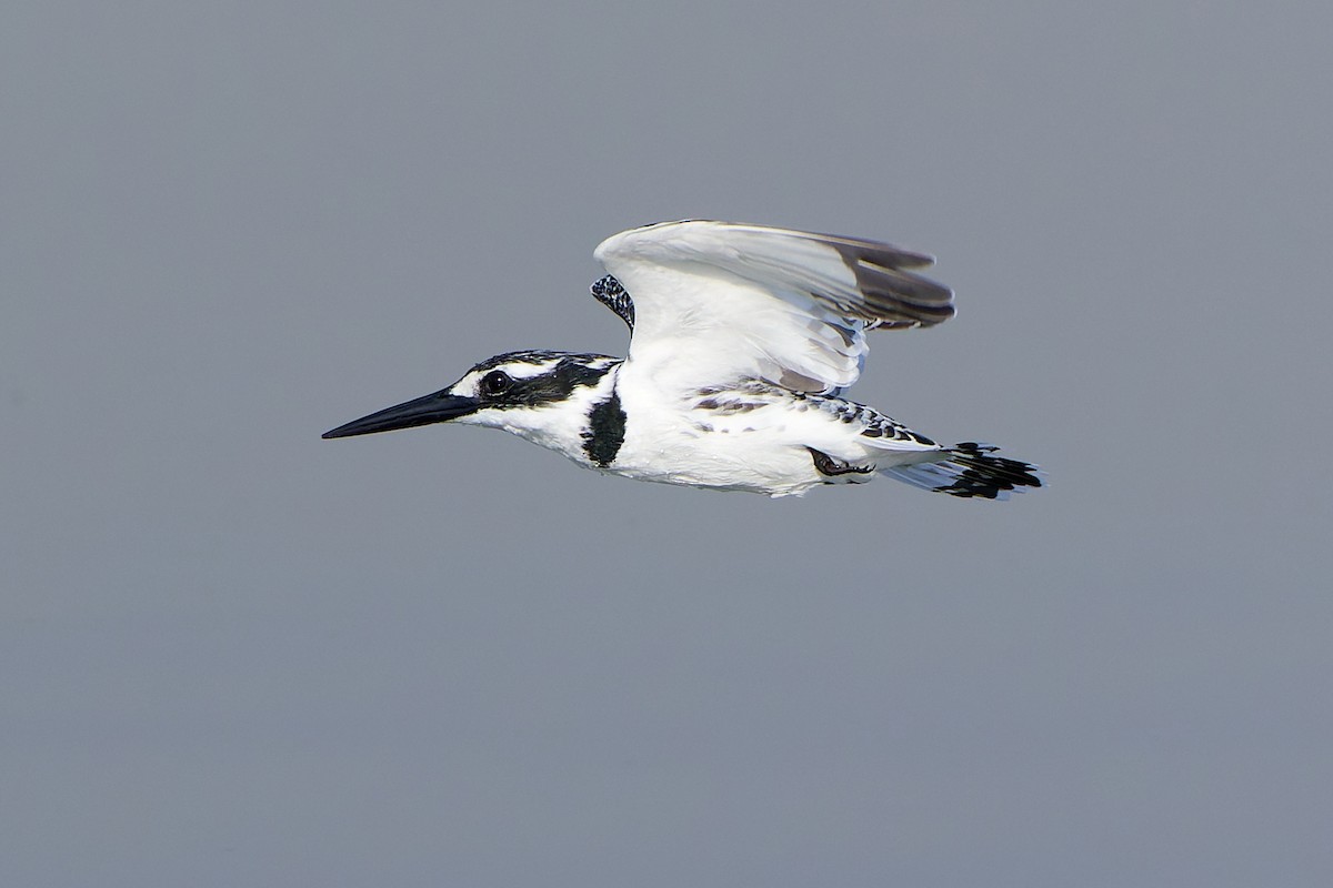 Pied Kingfisher - ML530455721