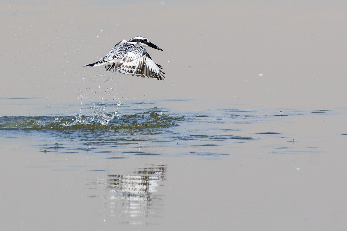 Pied Kingfisher - Tomáš Grim