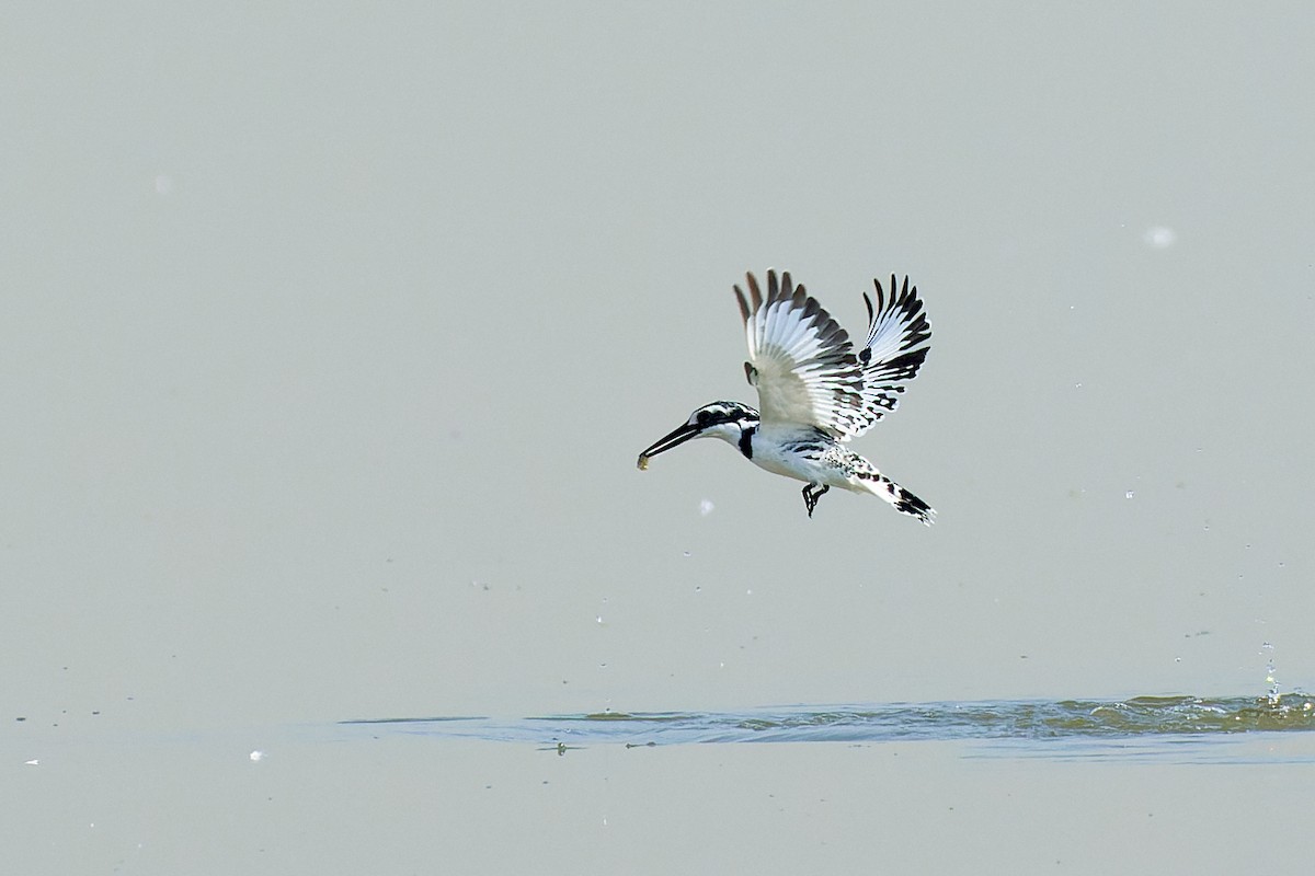 Pied Kingfisher - ML530455751