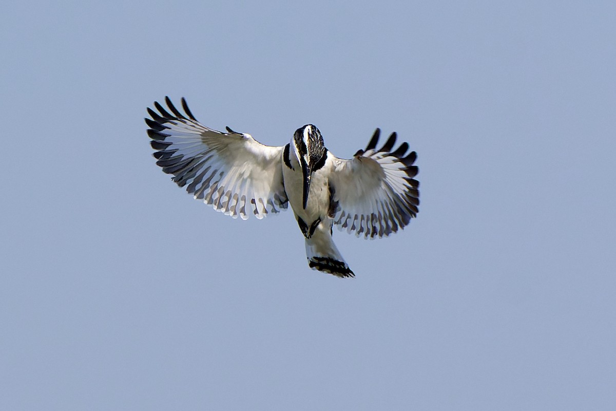 Pied Kingfisher - ML530455781