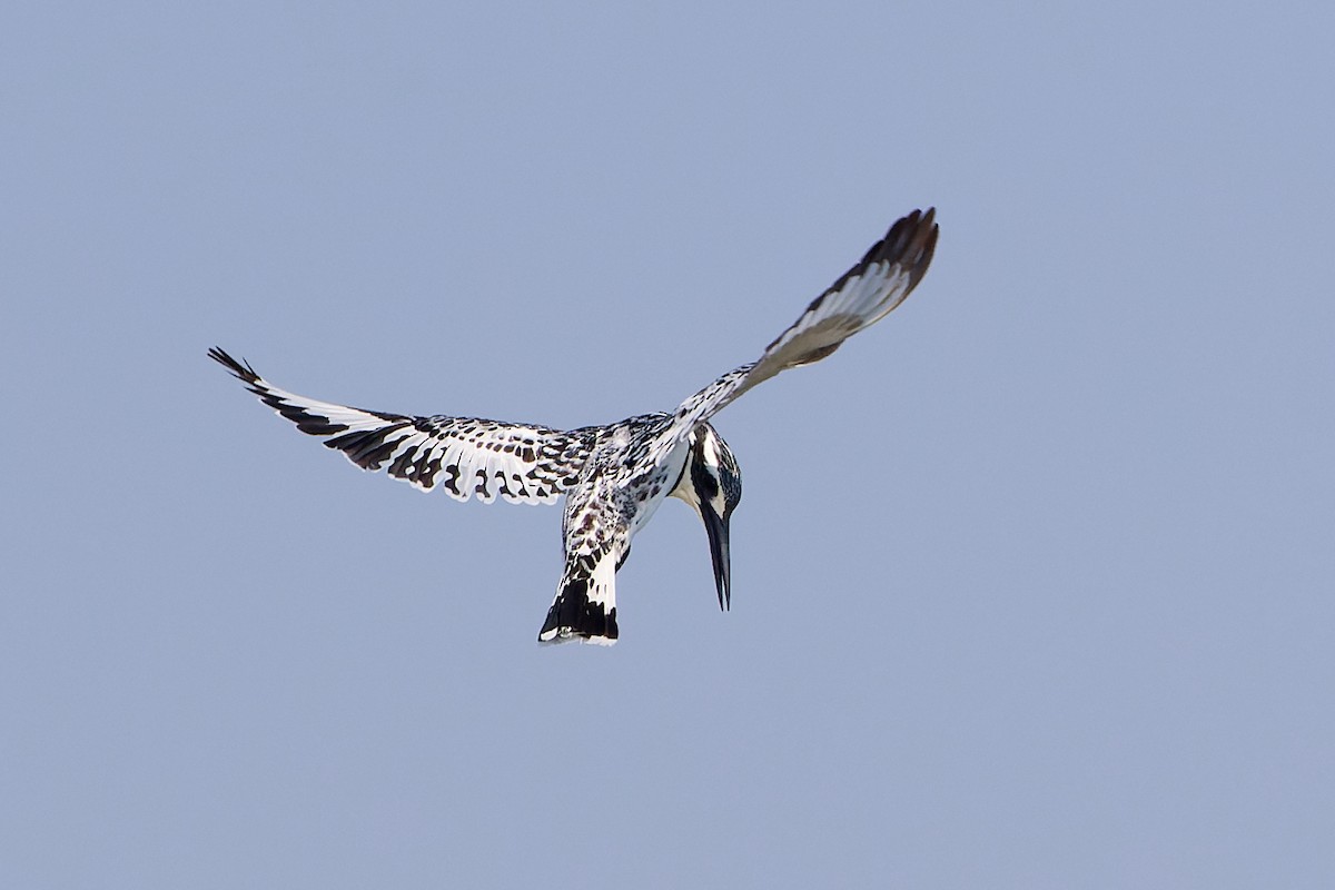 Pied Kingfisher - Tomáš Grim