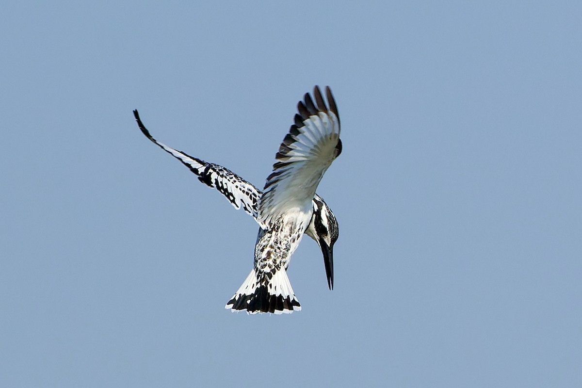 Pied Kingfisher - ML530455801