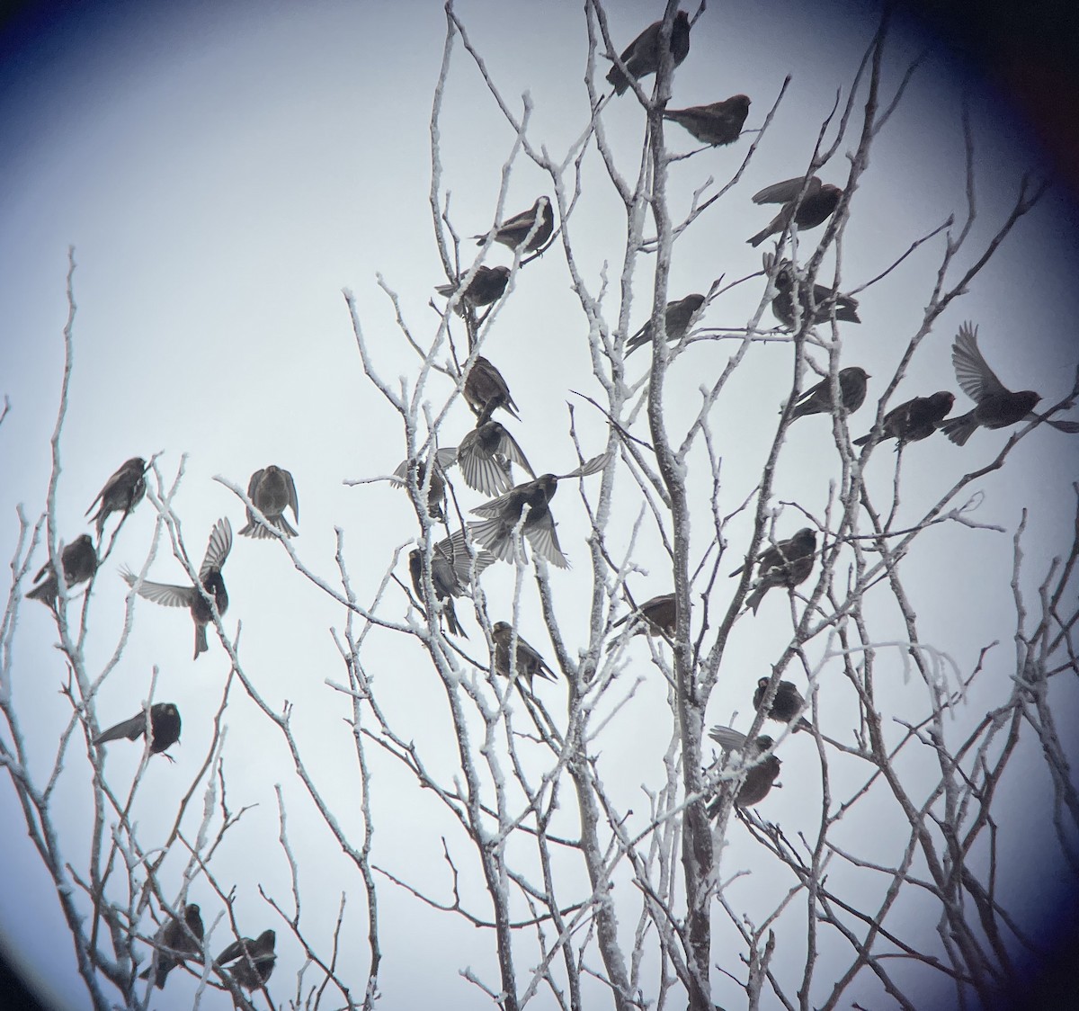 Black Rosy-Finch - Casey Ryan