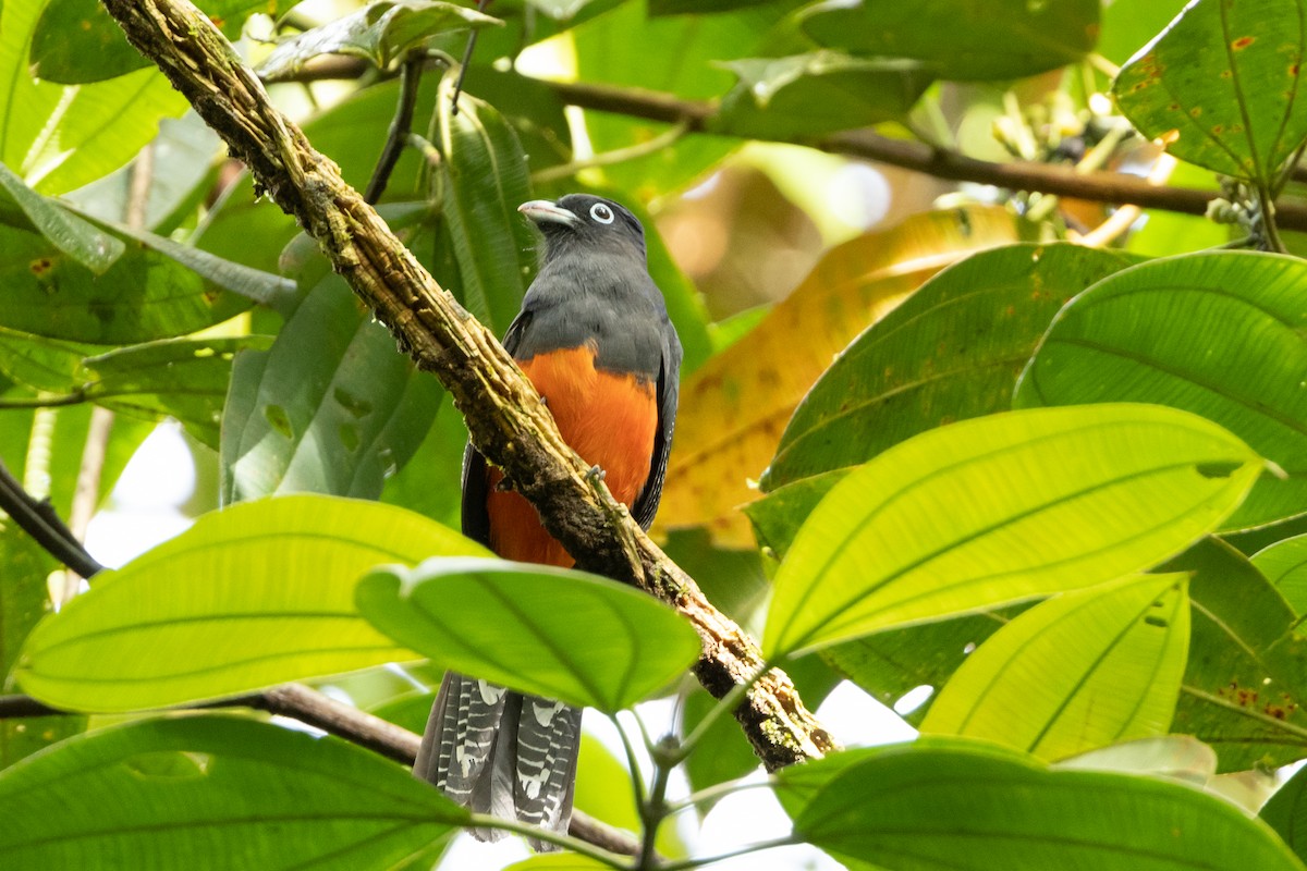 Baird's Trogon - Carsten Sekula