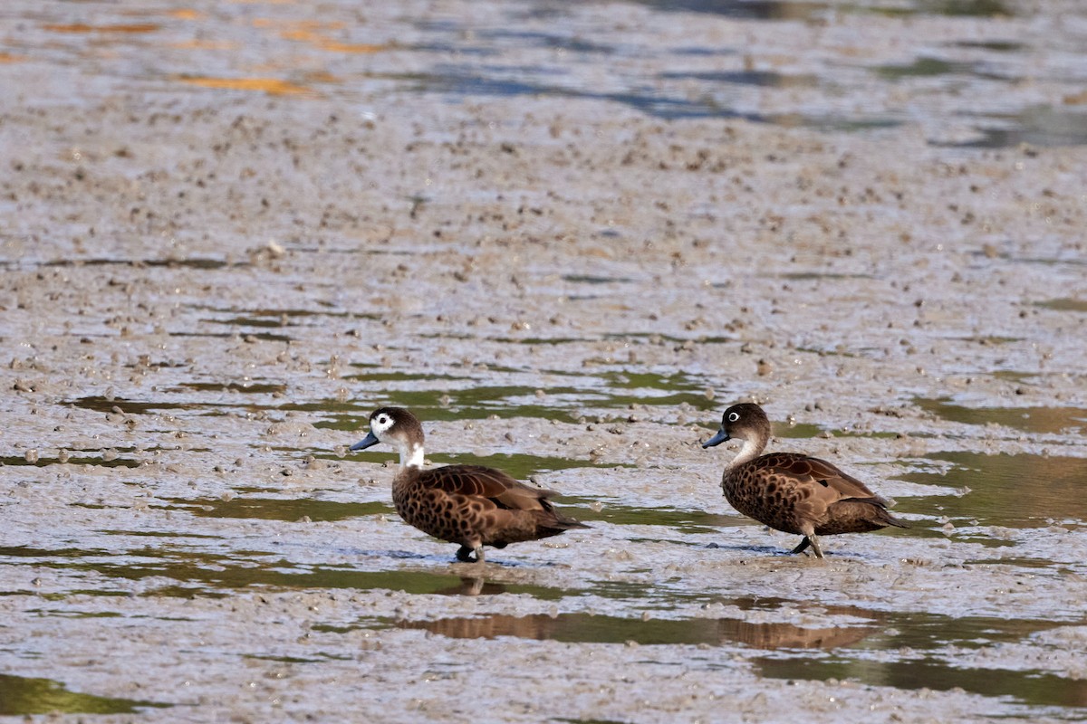 Andaman Teal - S S Cheema