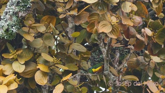 Chestnut-breasted Chlorophonia - ML530458651