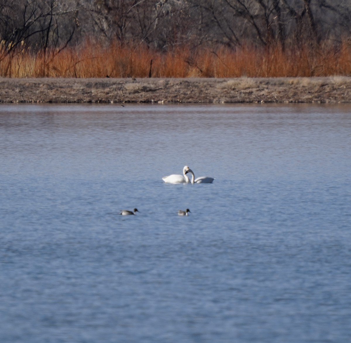 Tundra Swan - Bob D'Antonio