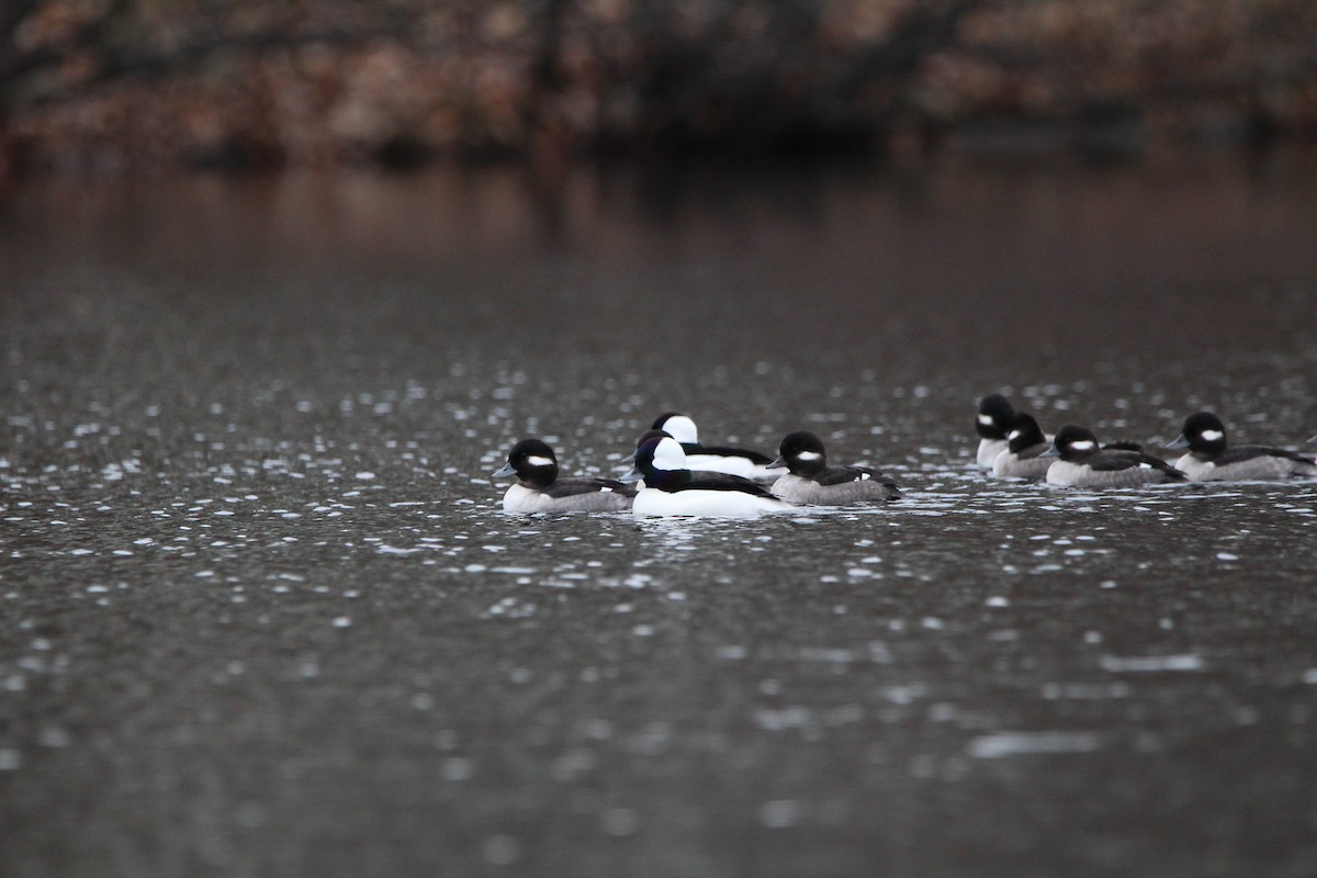 Bufflehead - ML530459661