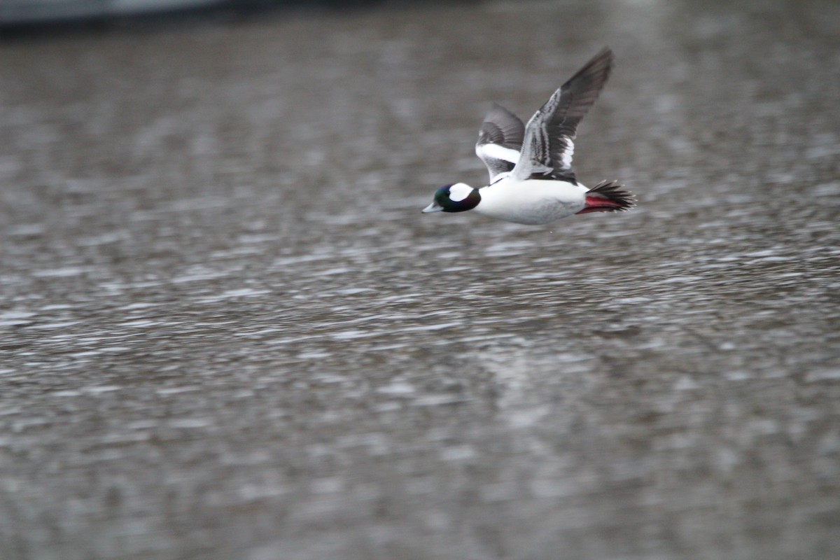 Bufflehead - ML530459751