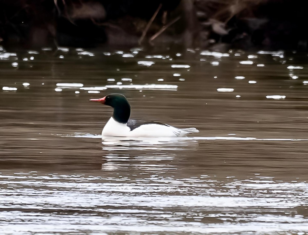 Common Merganser - ML530459761