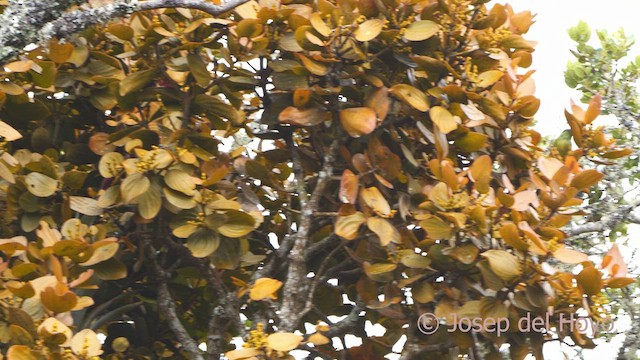 Chestnut-breasted Chlorophonia - ML530459811