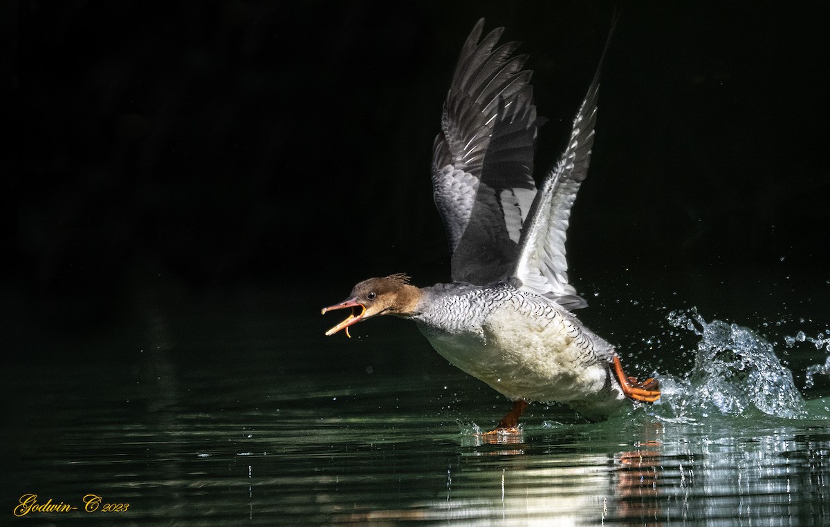 Scaly-sided Merganser - ML530459831