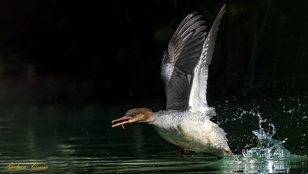 Scaly-sided Merganser - ML530459841