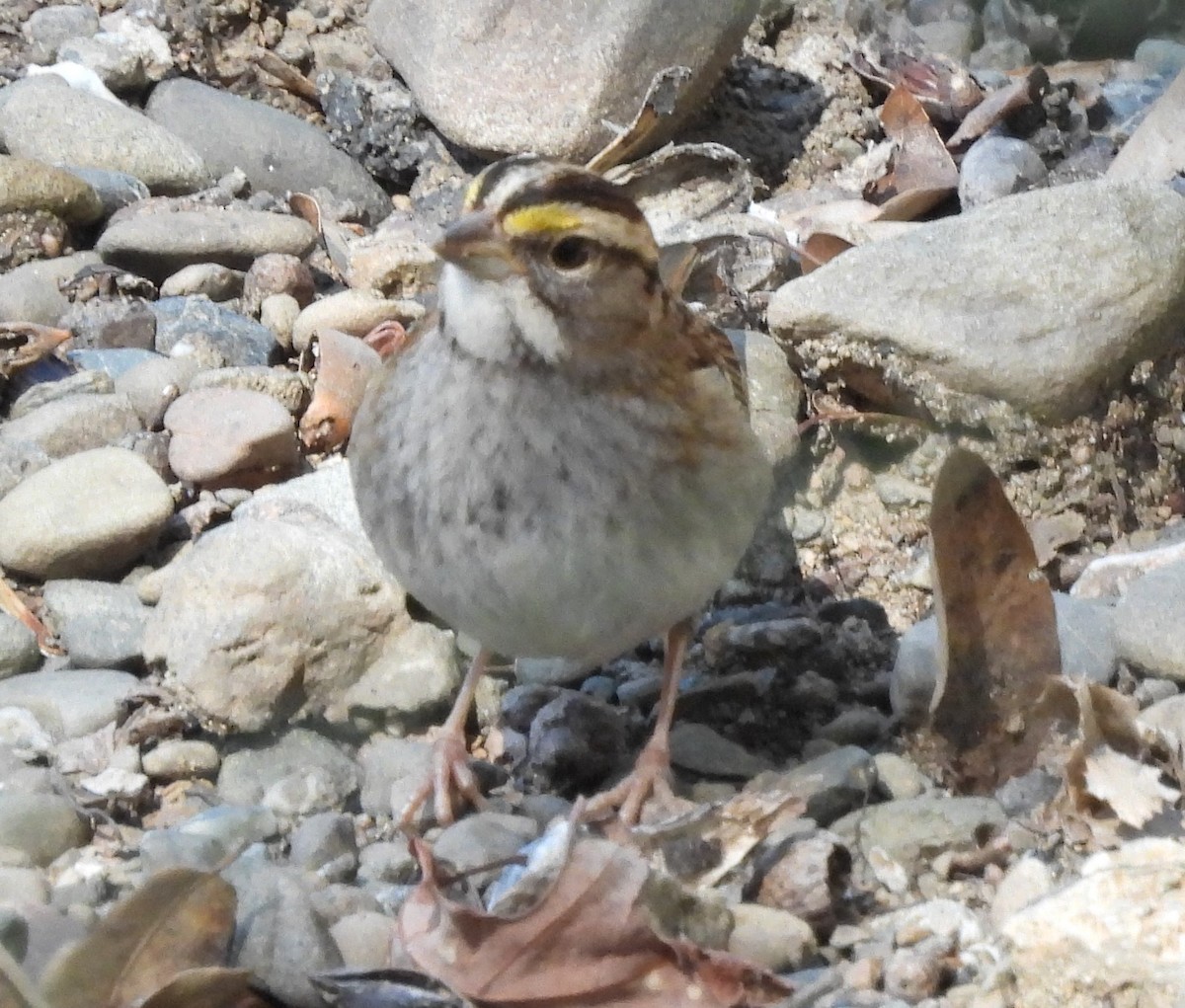 White-throated Sparrow - ML530459851