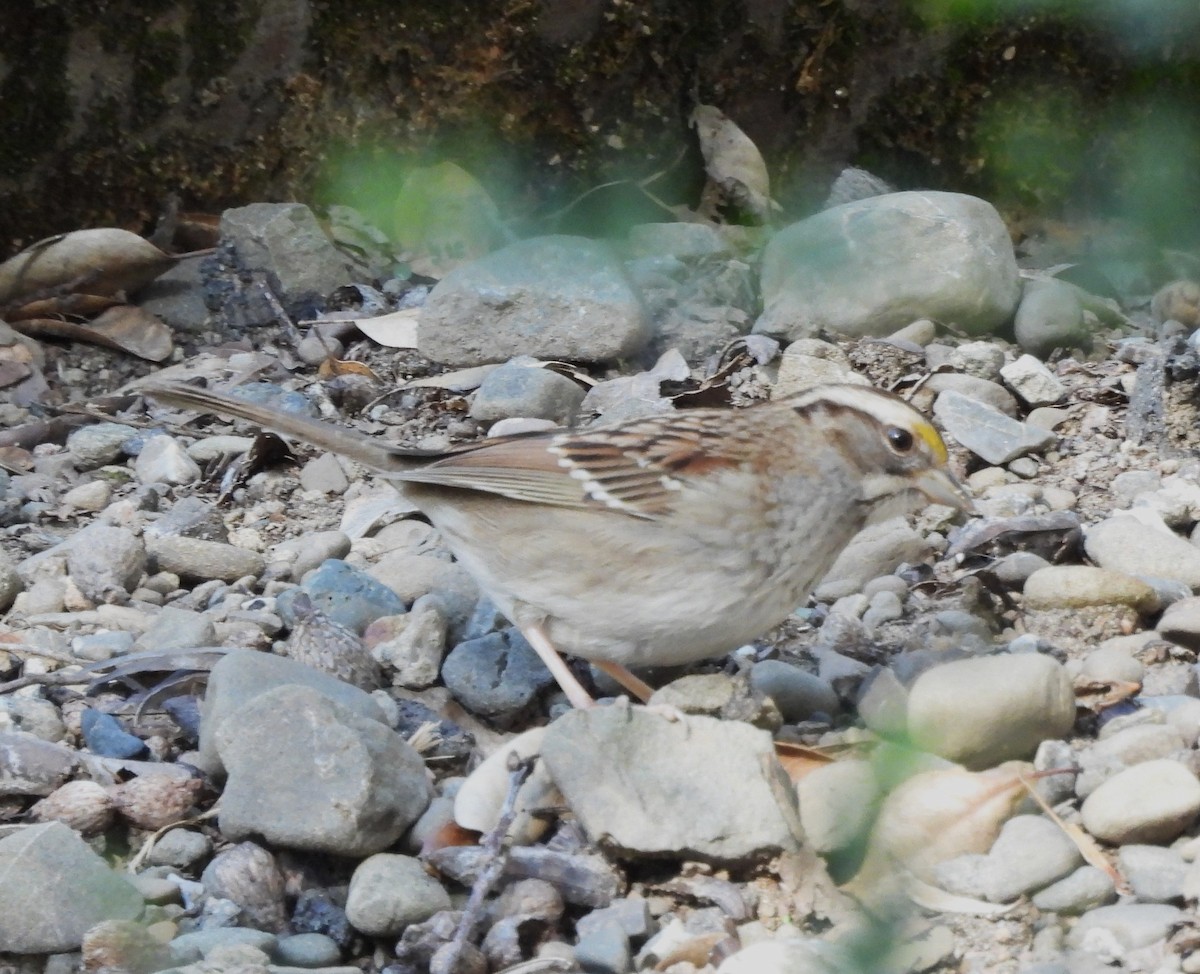 White-throated Sparrow - ML530459861