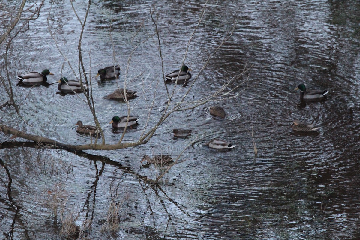 Green-winged Teal - ML530463021