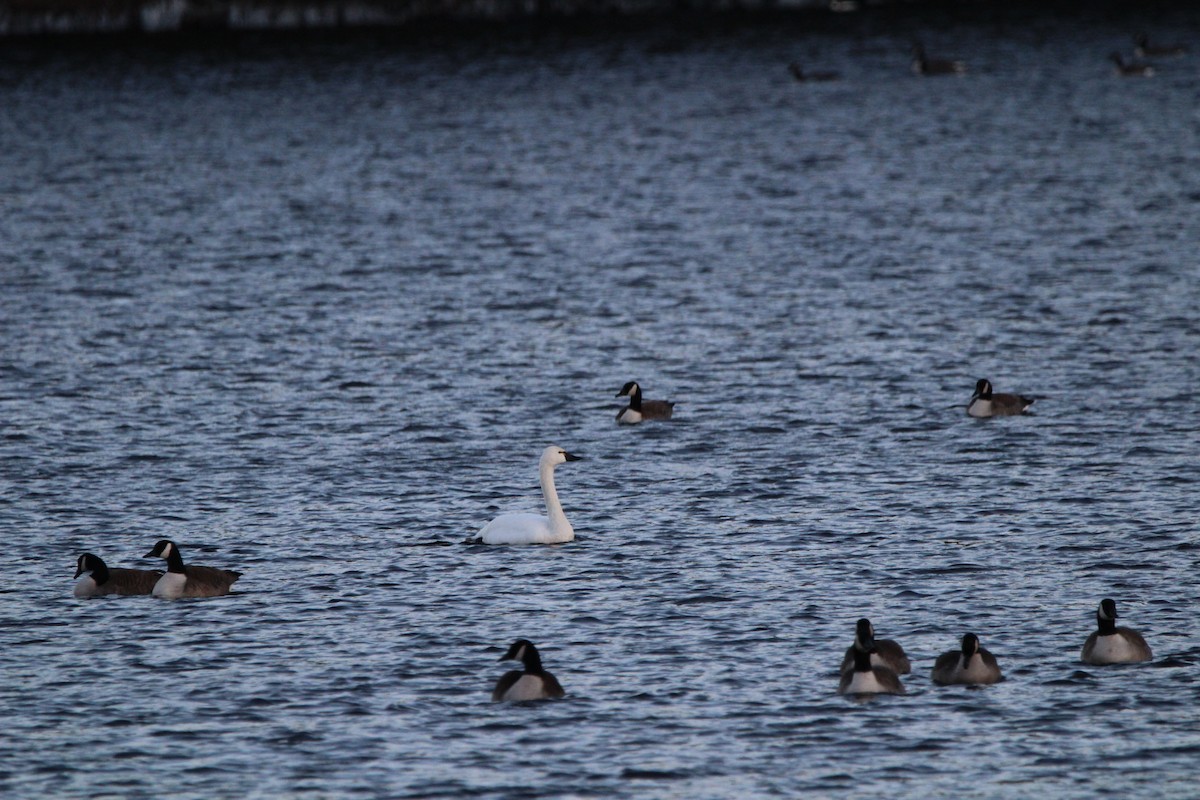 Tundra Swan - ML530463661