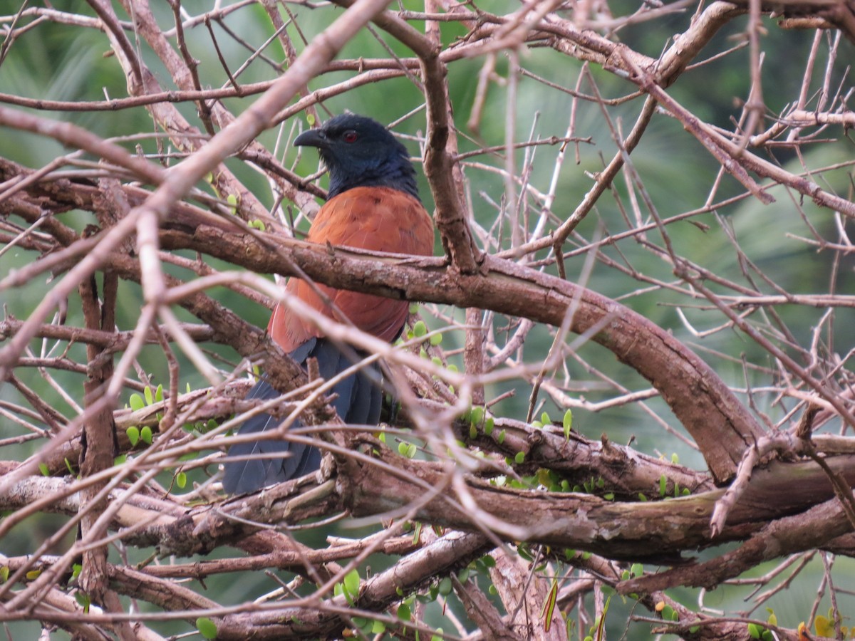 Greater Coucal - Mick Mellor