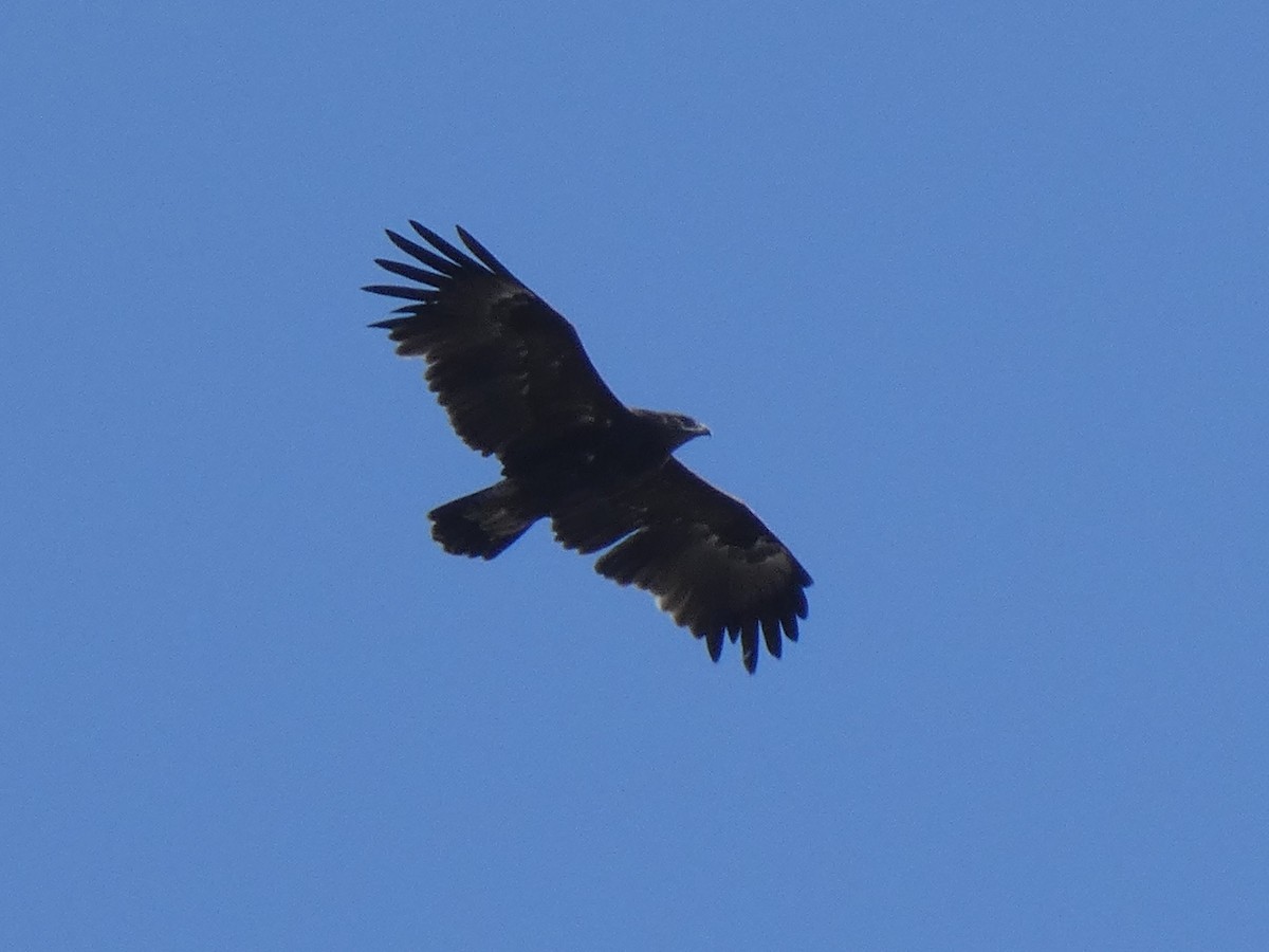 Greater Spotted Eagle - Tony King