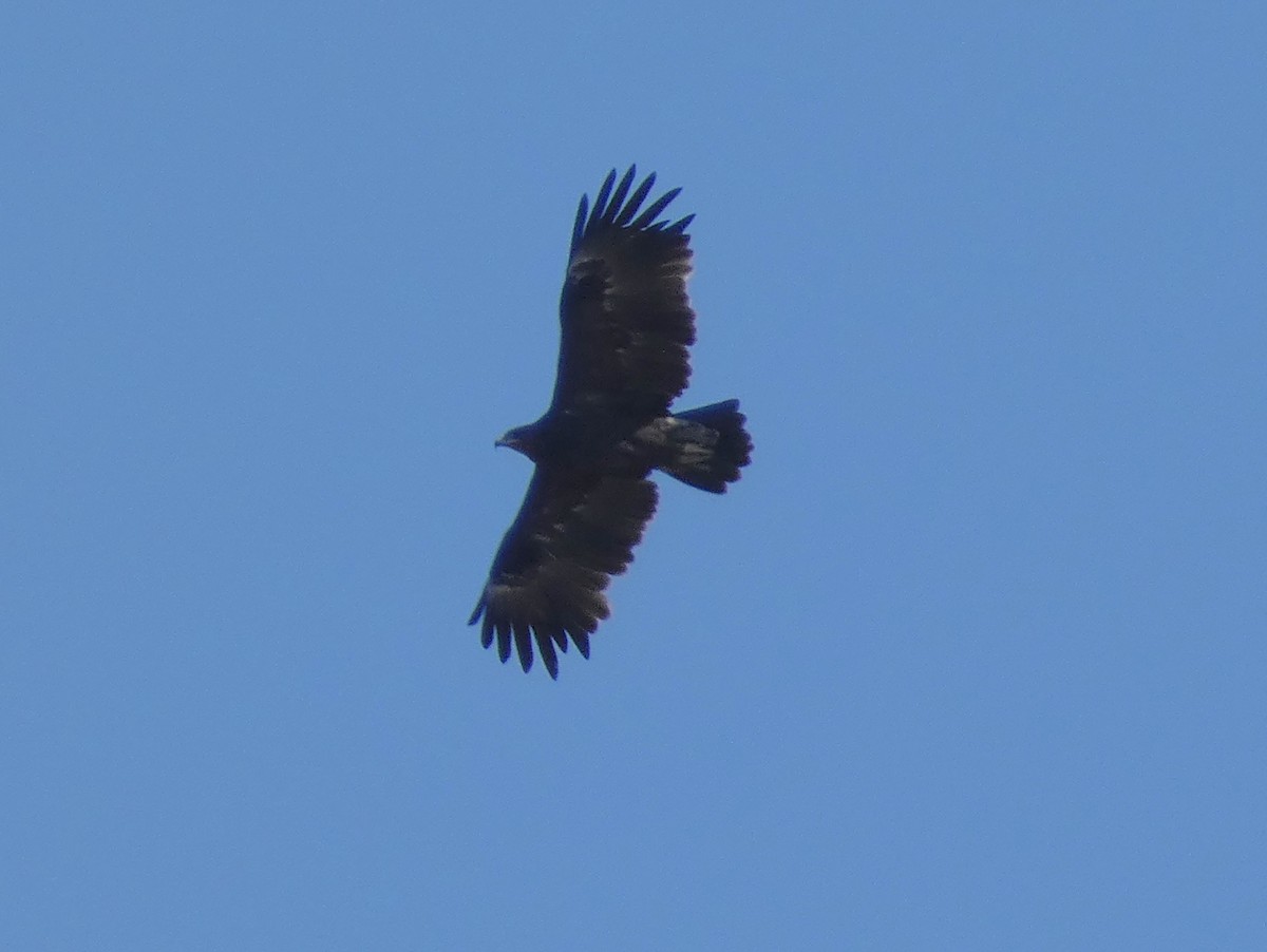 Greater Spotted Eagle - Tony King