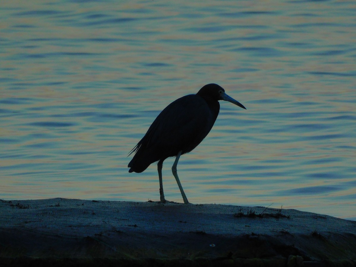 Little Blue Heron - ML530466551