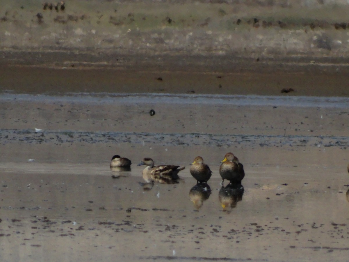 Crested Duck - ML530466751