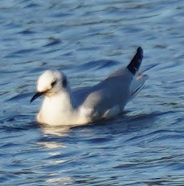 Bonaparte's Gull - ML530466771