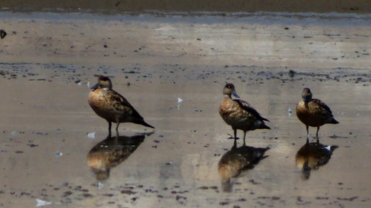 Crested Duck - ML530466921