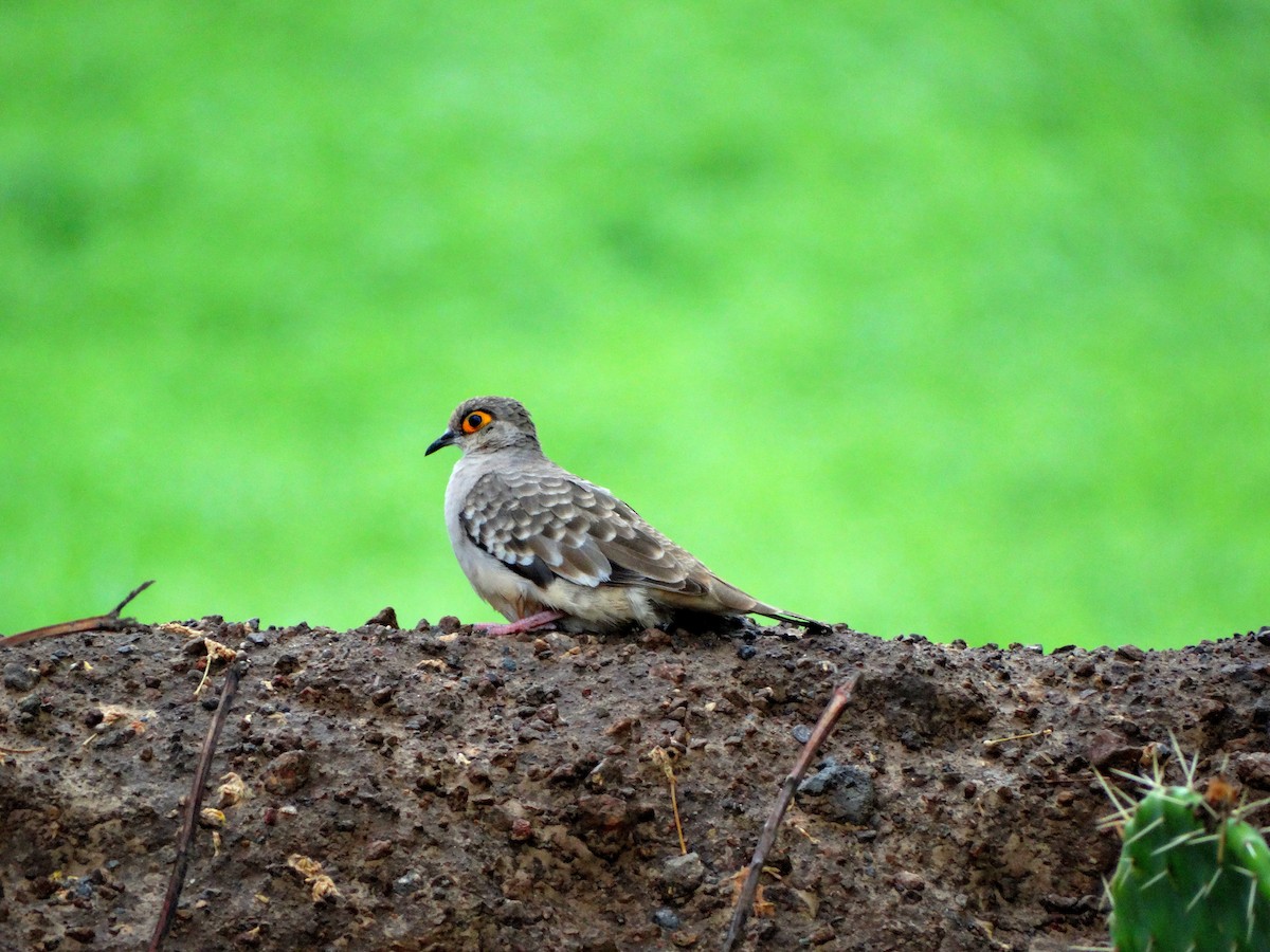 Bare-faced Ground Dove - ML530467031