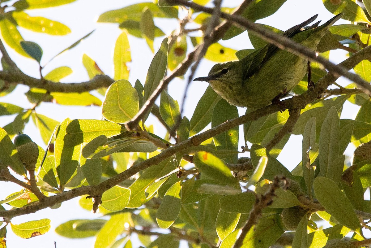 Red-legged Honeycreeper - ML530468611