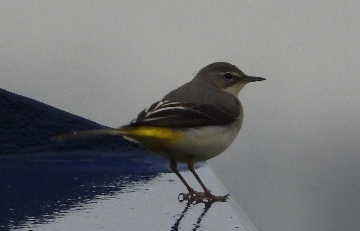 Gray Wagtail - ML530470301