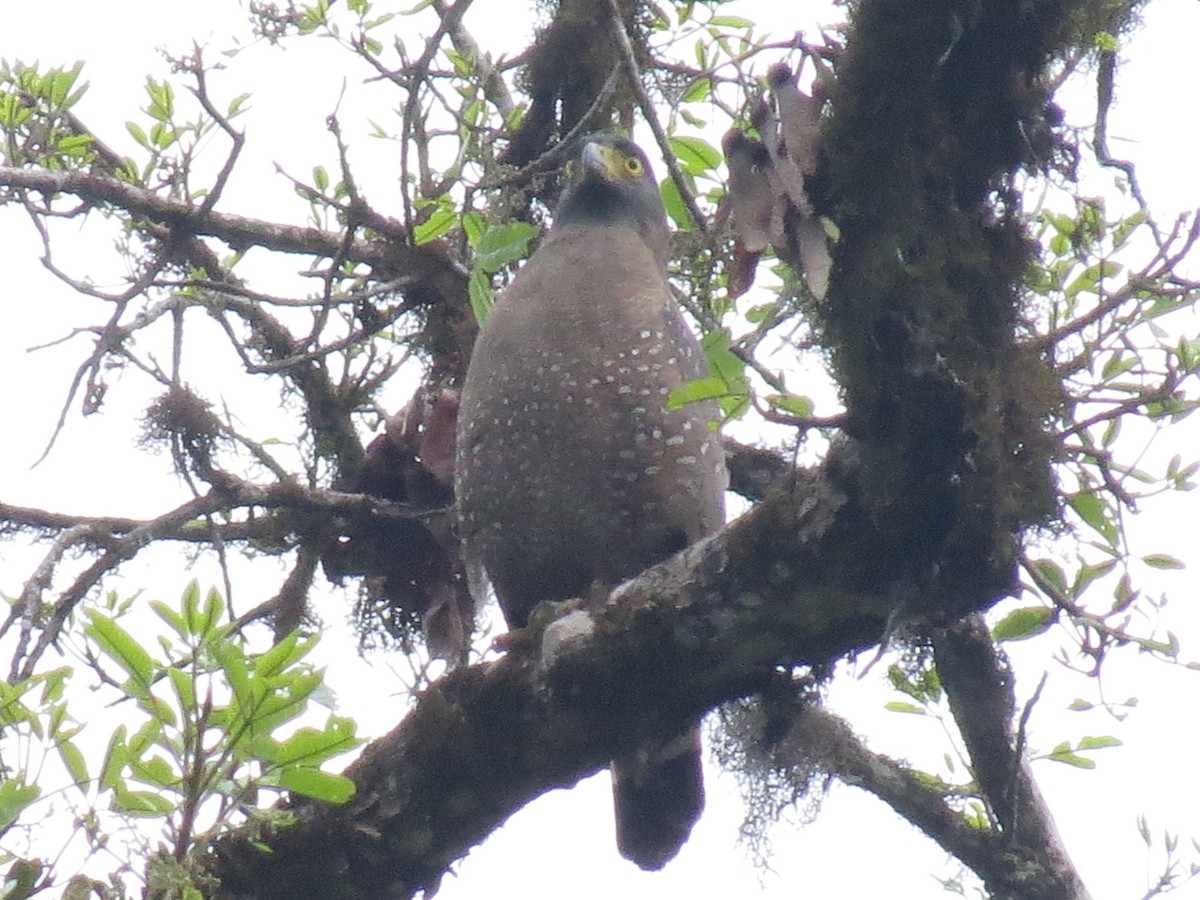 Crested Serpent-Eagle - Mick Mellor