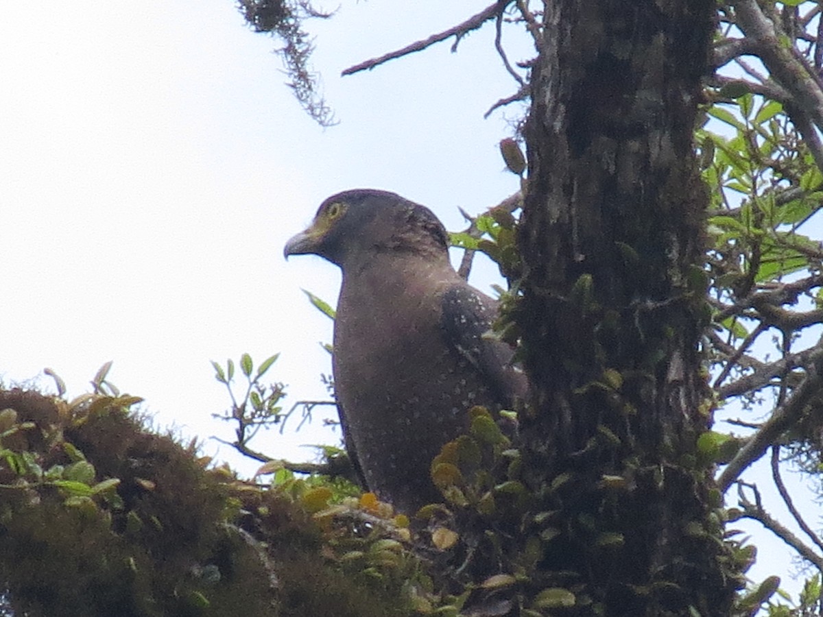 Crested Serpent-Eagle - Mick Mellor