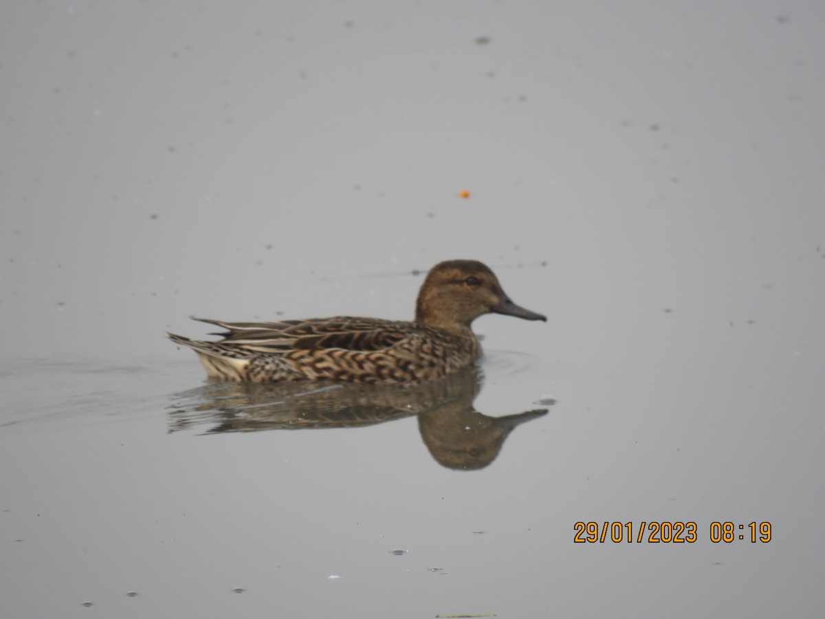 Green-winged Teal - ML530471071