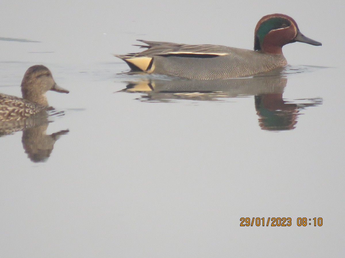Green-winged Teal - ML530471081