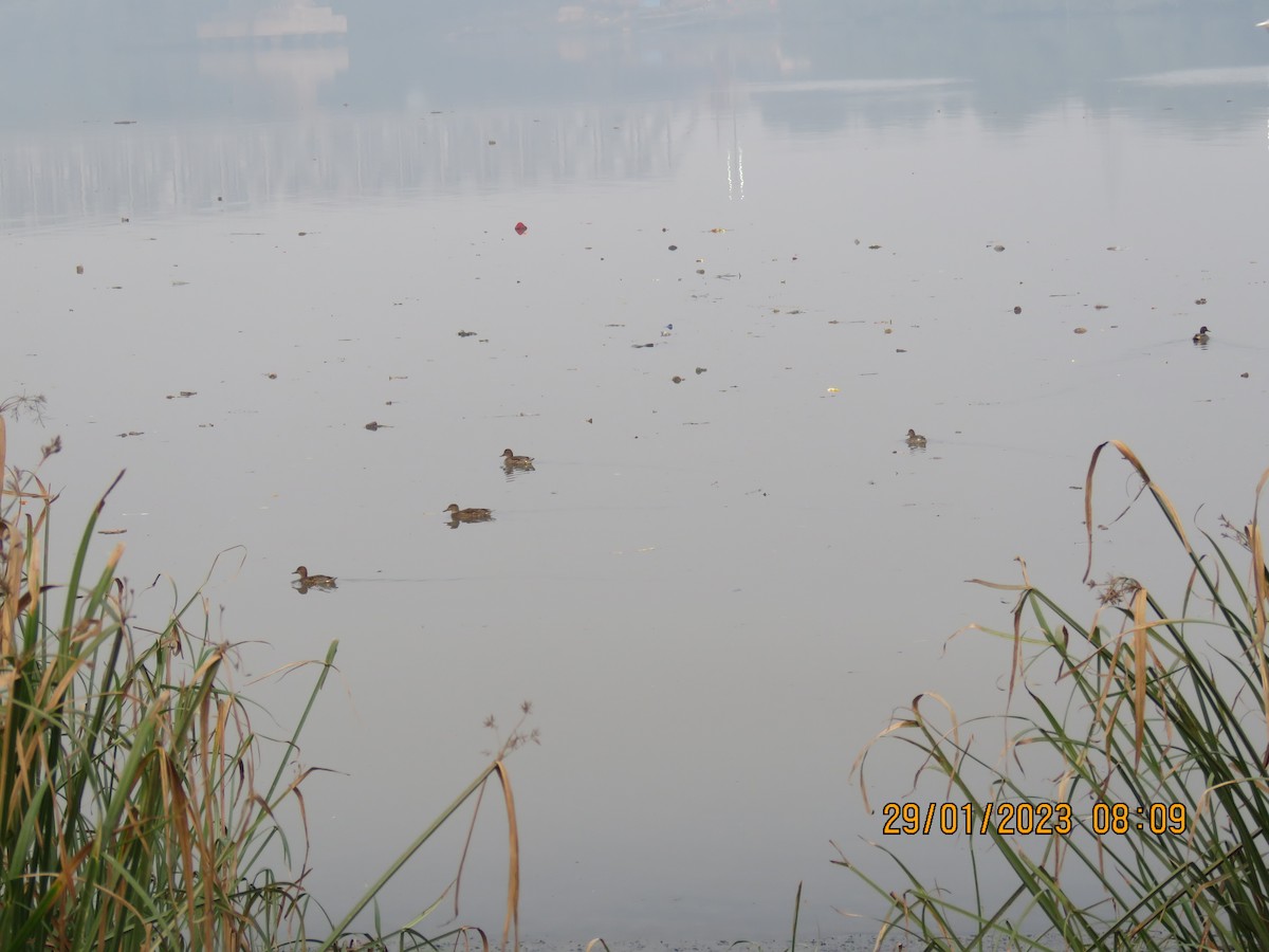 Green-winged Teal - ML530471101