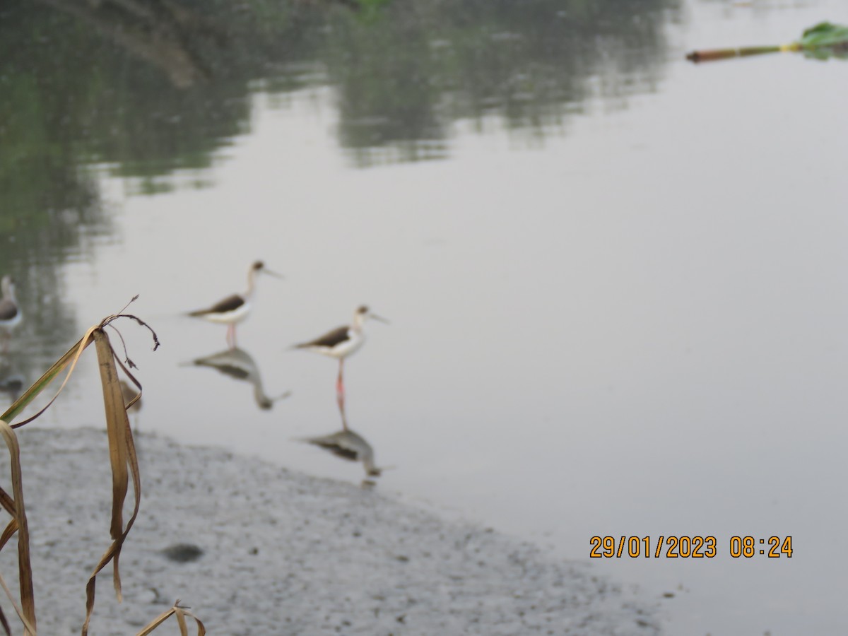 Black-winged Stilt - ML530471671