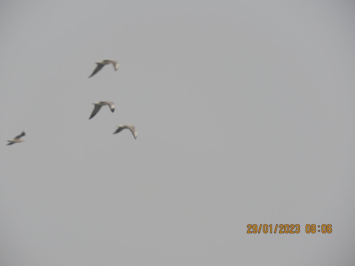 Black-headed Gull - ML530471771