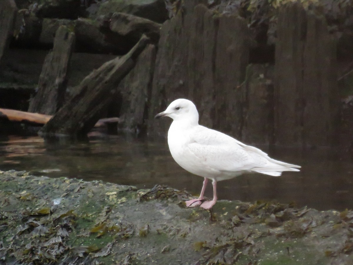 Iceland Gull - ML530471961